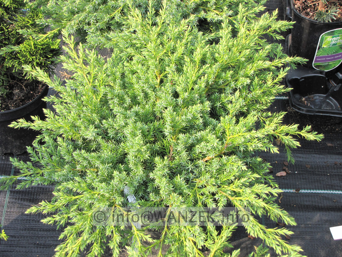 Juniperus conferta Blue Pacific (flach).JPG